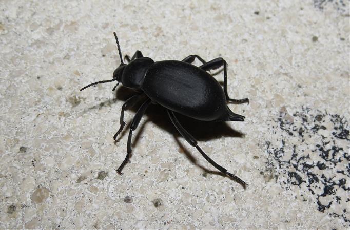 Blaps hispanica, maschio, Tenebrionidae (Portogallo)